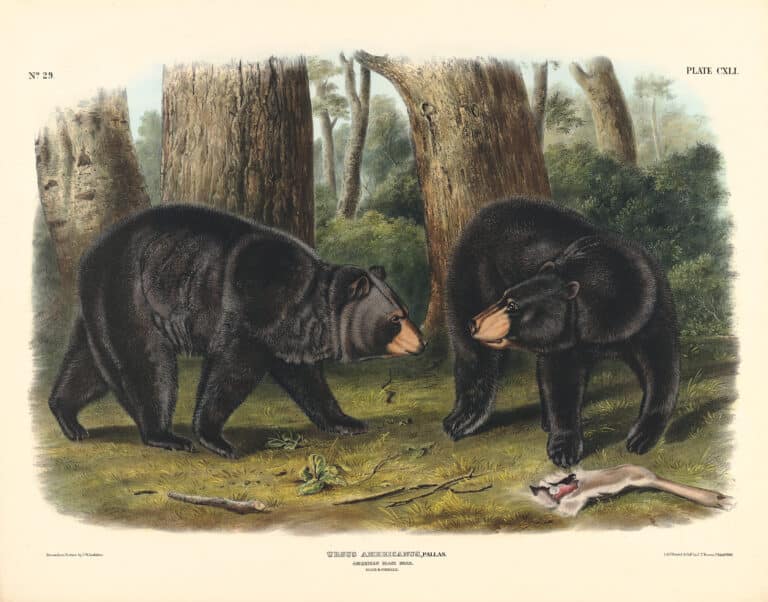 Audubon Bowen Edition Pl. 141 American Black Bear