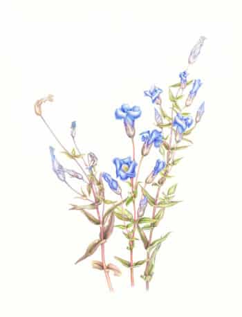 Heeyoung Kim  Pl. 2, Fringed Gentian