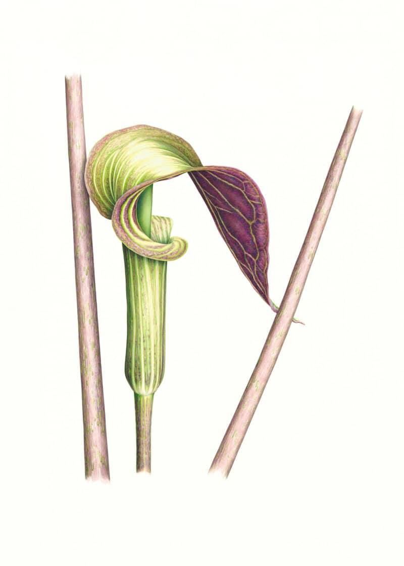 Heeyoung Kim  Pl. 6, Jack-in-the-Pulpit