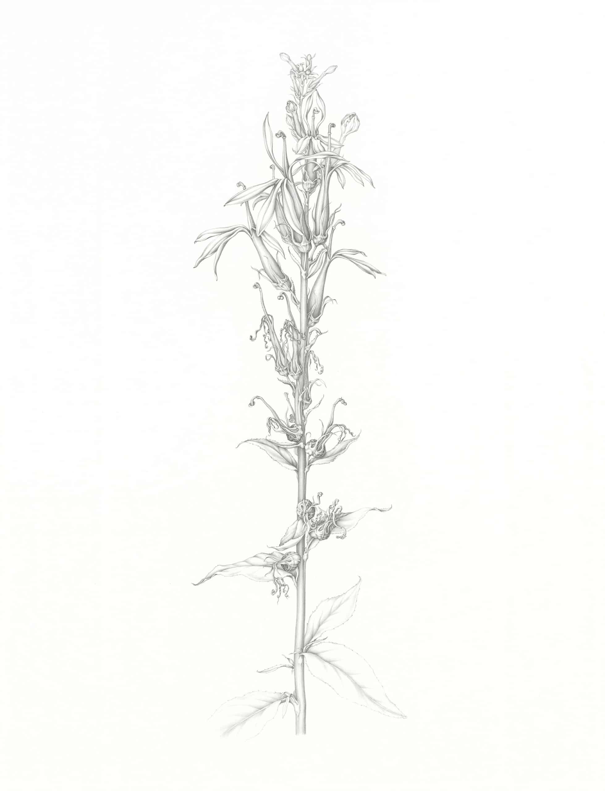 Heeyoung Kim Pl. 16, Cardinal Flower | Native Plants of the Woods and ...