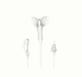 Heeyoung Kim  Pl. 18, Jack-in-the-Pulpit Study 1
