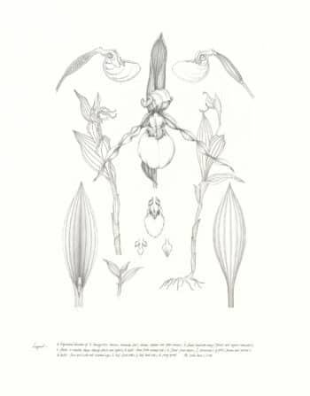 Heeyoung Kim  Pl. 25, Orchid Dissection
