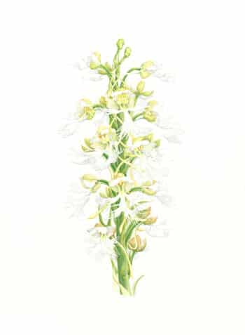 Heeyoung Kim  Pl. 27, White Orchid