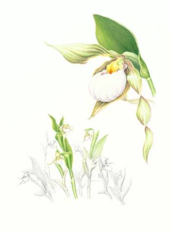 Heeyoung Kim  Pl. 28, White Lady's Slipper Orchid
