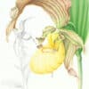 Heeyoung Kim  Pl. 30, Large Yellow Lady's Slipper Orchid