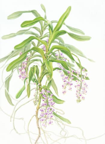 Heeyoung Kim Pl. 36 - Foxtail Orchid or Lady Lawrence's Orchid