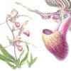 Heeyoung Kim Pl. 38 - Rothschild's Slipper Orchid