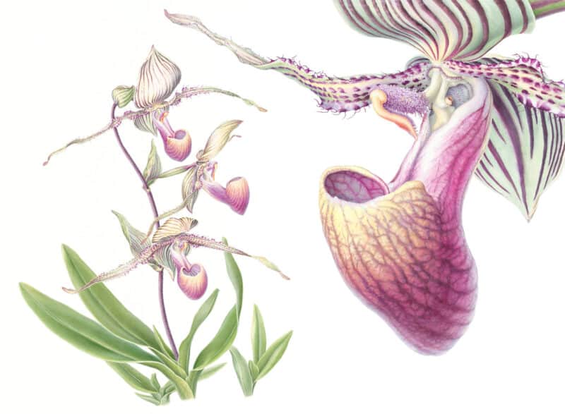 Heeyoung Kim Pl. 38 - Rothschild's Slipper Orchid
