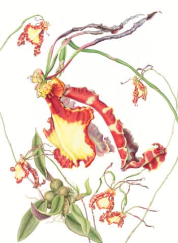 Heeyoung Kim Pl. 40 - Butterfly Orchid