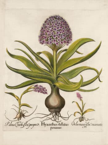 Besler Pl. 41, Peruvian squill, Pink spotted wild orchid, et al