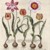 Besler Pl. 67, Yellow tulip, White tulip, variegated tulip et al