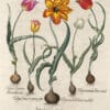 Besler Pl. 69, Gold tulip, Early whitish tulip, Early yellow, et al