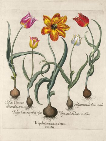 Besler Pl. 69, Gold tulip, Early whitish tulip, Early yellow, et al