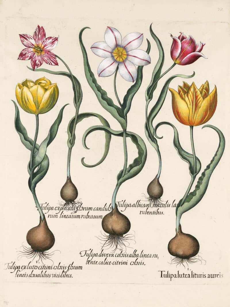 Besler Pl. 70, Broken yellow sylvestris-type tulip, et al
