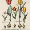 Besler Pl. 71, Early tulip, Large late yellow tulip, et al