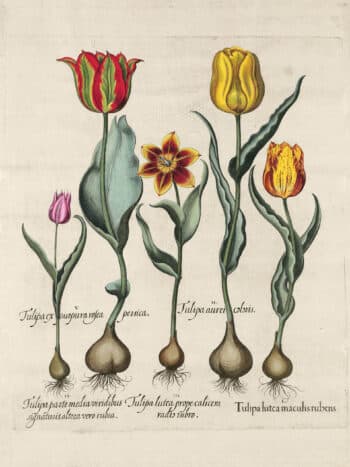 Besler Pl. 71, Early tulip, Large late yellow tulip, et al