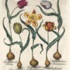 Besler Pl. 72, Late white tulip, early rich red tulip, et al.