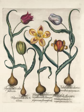 Besler Pl. 72, Late white tulip, early rich red tulip, et al.