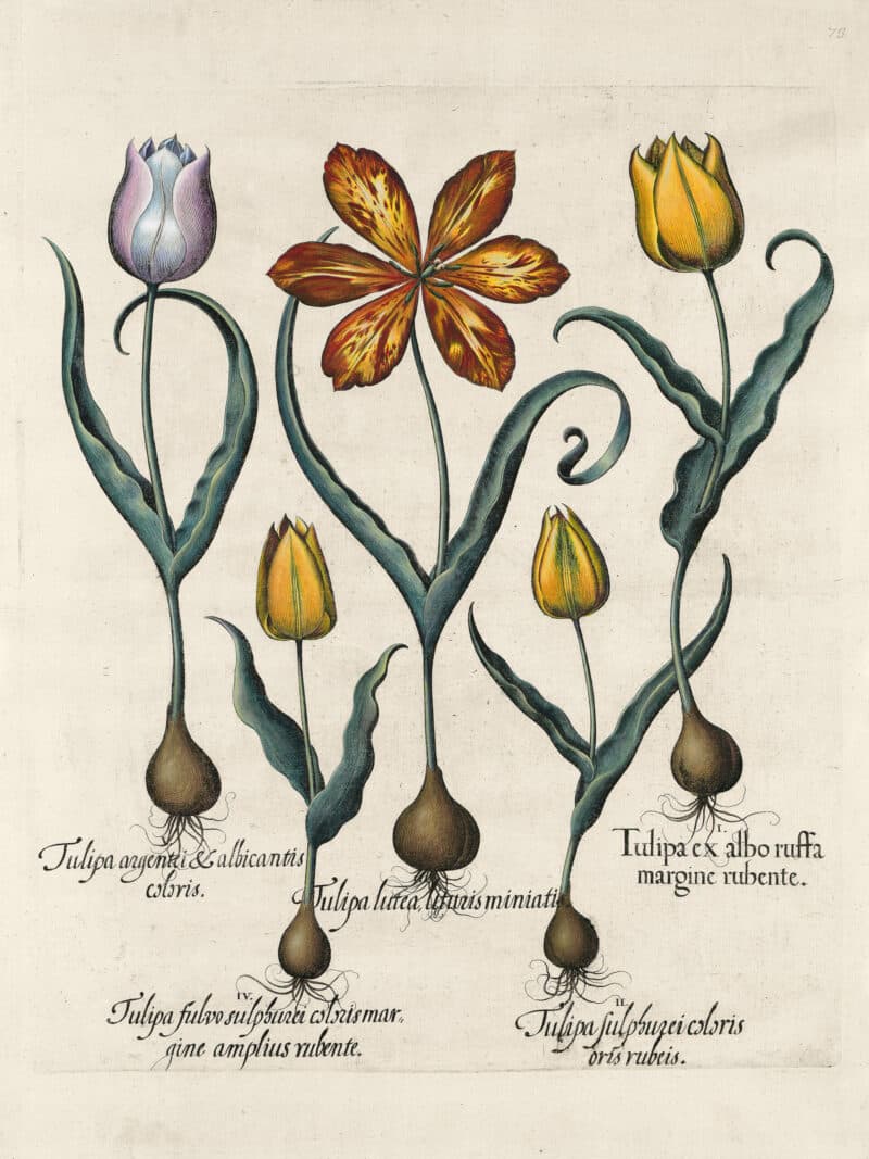 Besler Pl. 73, Red and Yellow tulip, et al.