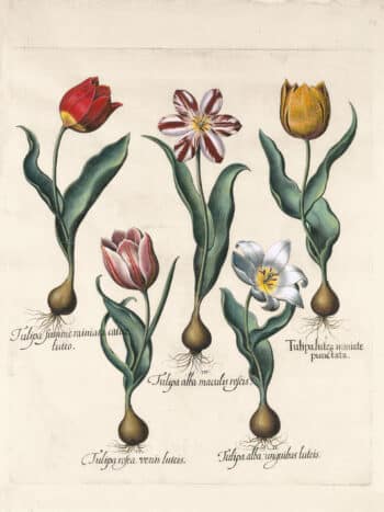 Besler Pl. 74, Early yellow tulip, Early white tulip, et al