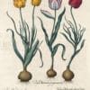 Besler Pl. 75, Late purple-black double-flowered tulip, et al