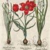 Besler Pl. 76, Late multiflorous red tulip, Summer snowflake, et al