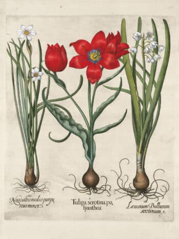 Besler Pl. 76, Late multiflorous red tulip, Summer snowflake, et al