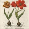 Besler Pl. 77, Large late red tulip, Spotted yellow tulip