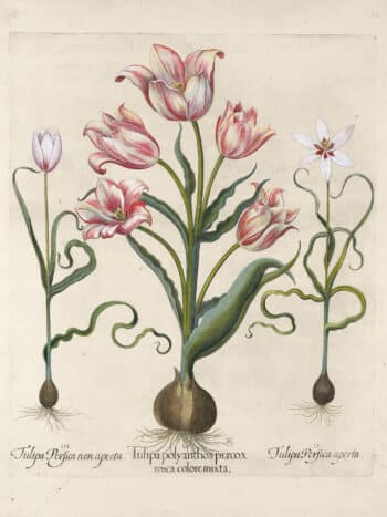 Besler Pl. 78, Multiflorous white tulip, White botanical tulip