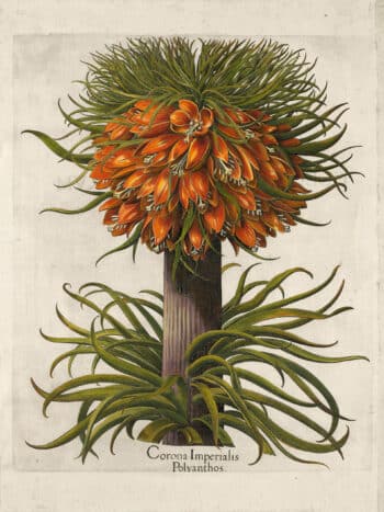 Besler Pl. 80, Multiflorous crown-imperial fritillary