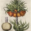 Besler Pl. 81, Crown-imperial fritillary