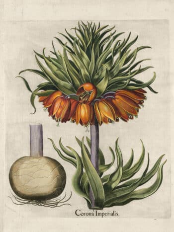 Besler Pl. 81, Crown-imperial fritillary