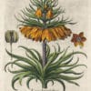 Besler Pl. 82, Two-tiered crown-imperial fritillary with open flower