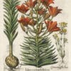 Besler Pl. 86, Orange lily with bulbils, Late-blooming blackstonia