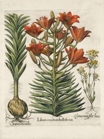 Besler Pl. 86, Orange lily with bulbils, Late-blooming blackstonia