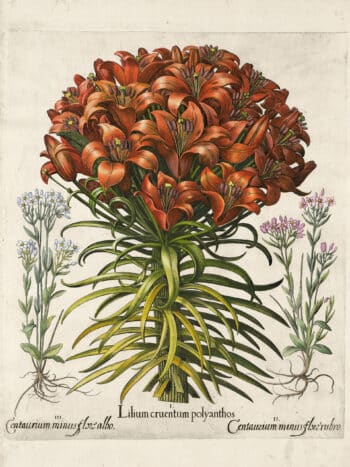 Besler Pl. 87, Orange lily, Pink lesser centaury, White centaury