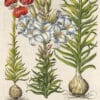 Besler Pl. 88, Madonna (Annunciation) lily, Scarlet turk's-cap