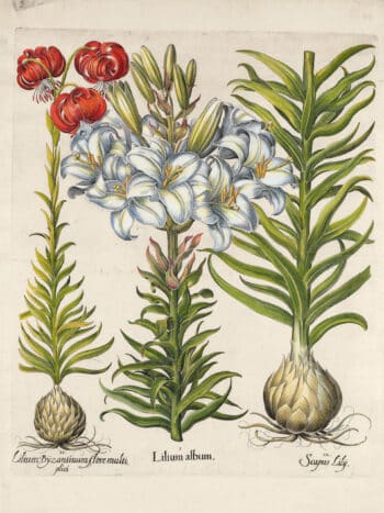 Besler Pl. 88, Madonna (Annunciation) lily, Scarlet turk's-cap