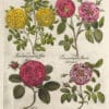 Besler Pl. 95, Cabbage rose, Provins rose, Apothecary's rose, et al