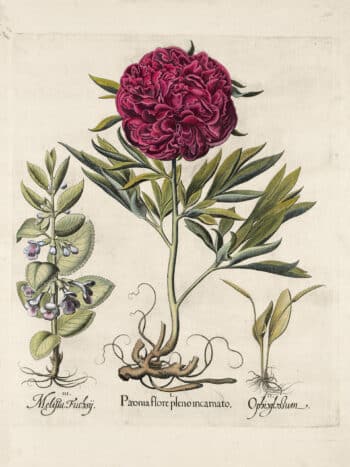 Besler Pl. 100, Crimson double-flowered peony, Adder's-tongue fern