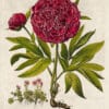 Besler Pl. 101, Red double-flowered peony, Mountain sempervivum