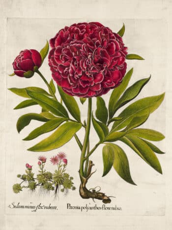 Besler Pl. 101, Red double-flowered peony, Mountain sempervivum