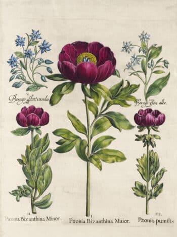 Besler Pl. 107, Traveling peony, Small-flowered traveling peony
