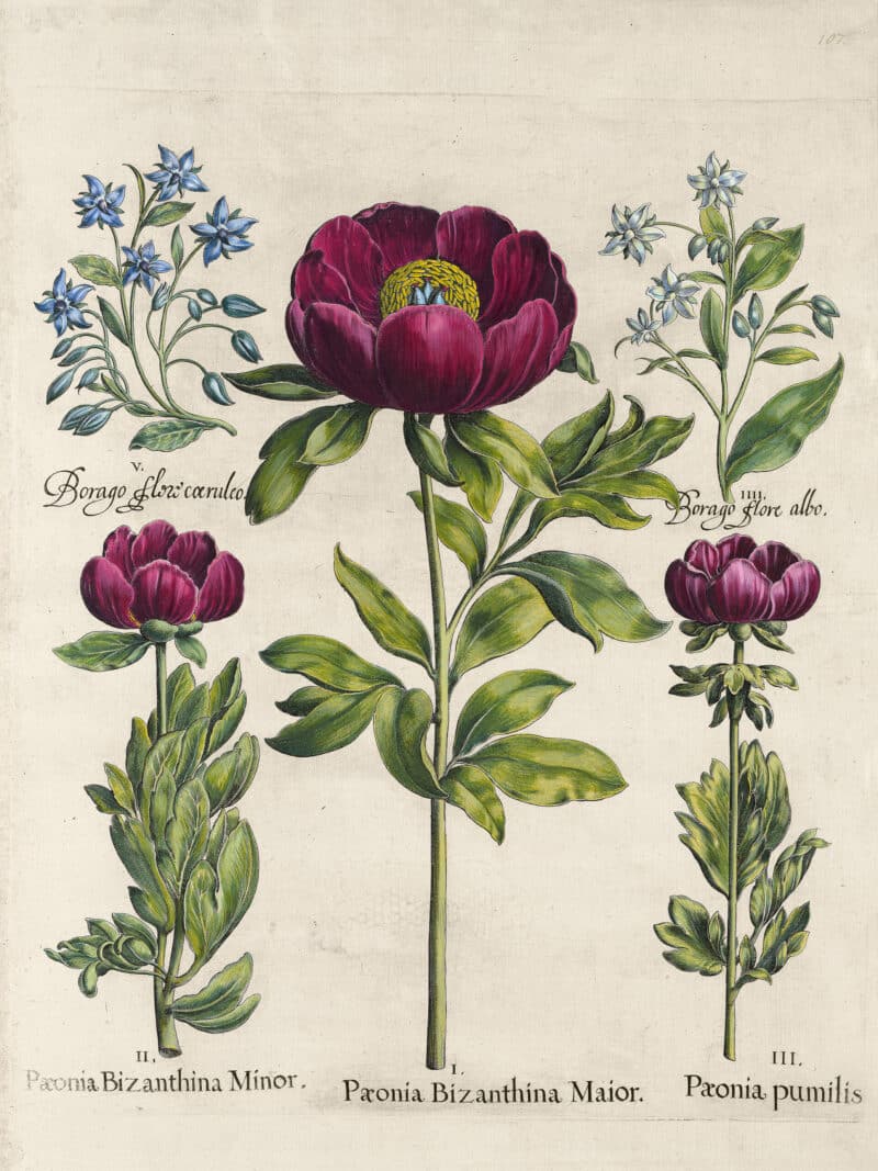 Besler Pl. 107, Traveling peony, Small-flowered traveling peony