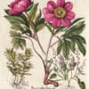 Besler Pl. 108, Wild pink peony, Hedge hyssop, American sorrel