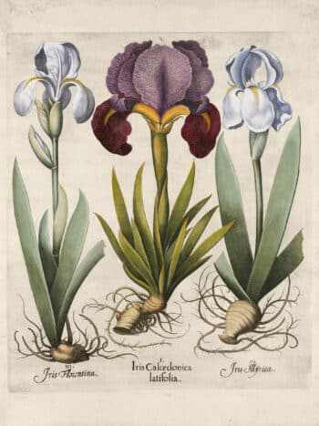 Besler Pl. 120, Mourning iris, Florentine iris, Dalmatian iris