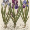 Besler Pl. 121, Tall bearded garden irises (flag irises)