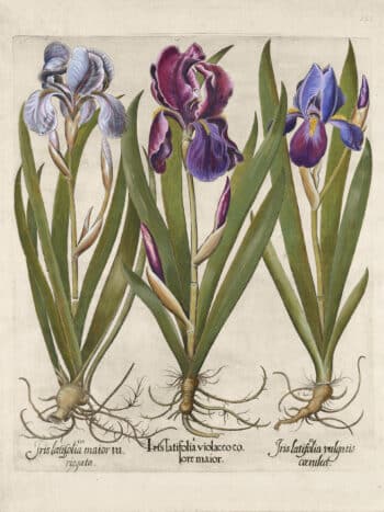 Besler Pl. 121, Tall bearded garden irises (flag irises)