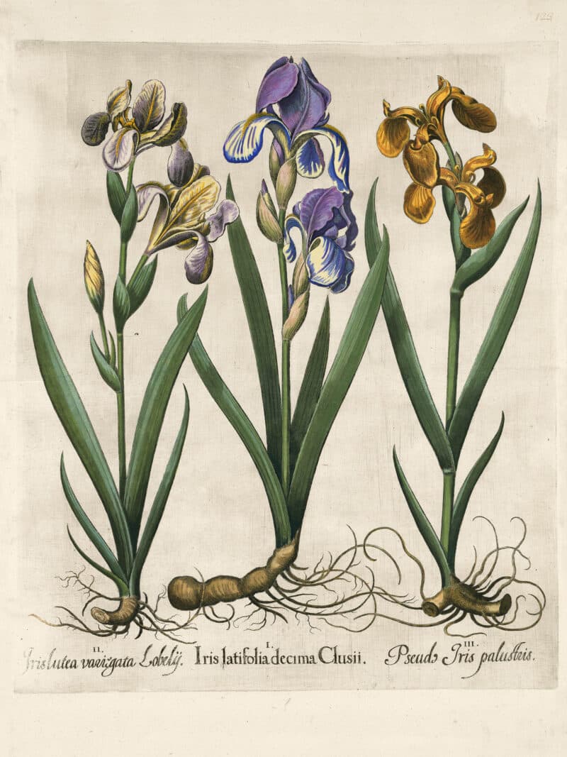 Besler Pl. 123, Variegated bearded irises, Water flag