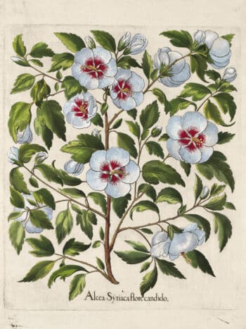 Besler Pl. 145, White rose of Sharon